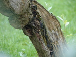 FZ008287 Dragonfly on tree.jpg